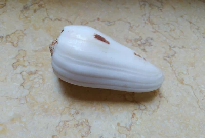 Conus Striatus RARE  HUGESPECIMEN Shell red Sea shell 96.8mm Seashells Pattern - Image 1 of 4