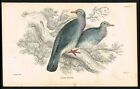 Oiseau Pigeon Ramier, Columba Palumbus, Hand-Col. Ingénieur Antique....