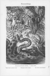 1905 ANACONDA JUNGLE SNAKE ENGRAVING ILLUSTRATION PRINT 1 Page - Picture 1 of 3