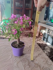 BONSAI BOUGAINVILLEA 34x15x10 - Picture 1 of 4