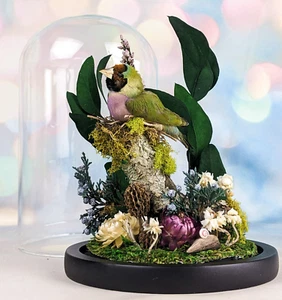 Gouldian Finch Glass Dome Floral Display Taxidermy Oddities Curiosity decor gift - Picture 1 of 10