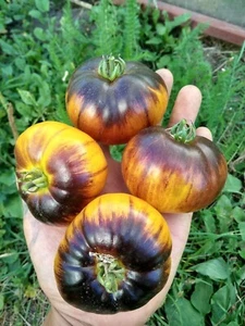 10 St. Tomaten Samen "Purple Sunrise ", sehr schmackhafte alte Sorte - Bild 1 von 2
