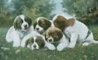 Vintage Dog Postcard 5 Saint Bernard Puppies USA c1906 Pose 3