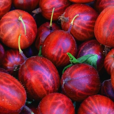 Hinnonmaki Rod all'uva spina rossa 1L - Arbusto da frutto longevo - Immagine 1 di 4