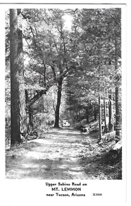 Antigua postal RPPC de Tucson, AZ Arizona, Mt. Lemmon Upper Sabino Road - Imagen 1 de 2