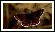 Grandee British Butterflies 1983 - Brown Argus No. 20