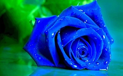 Blue Rose Flower  Garden Plant Viable Seeds - UK Stock - FREE Postage - Image 1 of 4