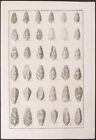 Seba - Cone Shells. 43-3, 1765 Curiosities Original Folio Engraving