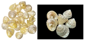 2 caracolas pequeñas Moti Sankh o perla para diosa Mahalakshmi hindú Puja 100 % genuinas - Imagen 1 de 7