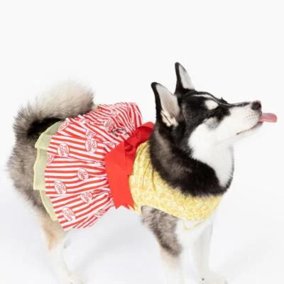 Doggie Design Movie Theater Popcorn Dog Dress with Matching Leash   XS-S-M-L-XL - Image 1 of 4