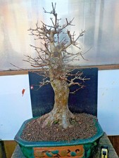 bonsai di acero buergerianum h 82 visita il negozio