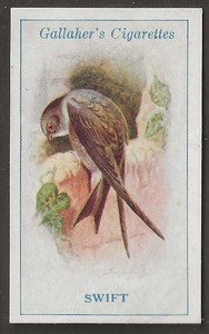 GALLAHER-BRITISH BIRDS 1923 (BY GEORGE RANKIN)-#004- SWIFT