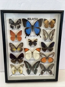 Butterflies of Malaysia Collection Of 14 Butterflies Mounted Framed Taxidermy - Picture 1 of 6