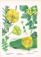 Yellow Horned Poppy Pansy Celandine Waterlily Flower Plant Print 1962 TOBOWF#07