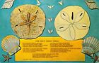The Keyhole Urchin-Sand Dollar of Holy Ghost - Floride-1965 carte postale vintage M8