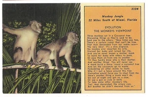 Gedicht Evolution Die AFFEN Aussichtspunkt Dschungel Miami Florida FL Postkarte Leinen - Bild 1 von 2