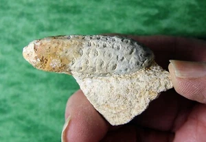 Cono de cola de caballo fósil de calcedonia - Sáhara Occidental - Imagen 1 de 10
