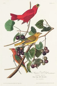 Pájaro rojo de verano de J.J. Audubon Birds of America Giclee estampado artístico + envío gratuito - Imagen 1 de 4