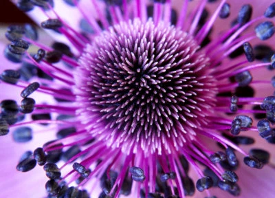 Floral Decorative wallpaper flower close up feature bedroom wall 254x183cm - Image 1 of 4