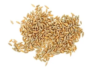 Organic Whole Rye Grain 25KG | Premium Quality for Baking & Cooking - Picture 1 of 8