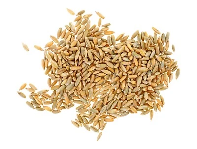Premium Quality Whole Rye Grain 10KG for Baking & Cooking - Image 1 of 4