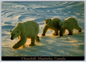 Polar Bears And Cubs, Churchill Manitoba, 2002 Postcard, POCON Cancel & Cachet - Picture 1 of 2