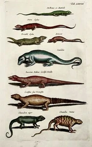 1657 Reptiles, Lizards, Skinks, Chameleon, Matt Merian, folio, hand coloured - Picture 1 of 4