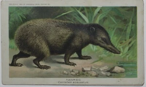 1890 ARBUCKLE COFFEE K1 Animals Series # 19 TANREC RARE Trade Card - Picture 1 of 2
