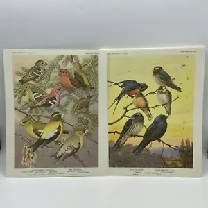 Set Of 28 BIRD PORTRAITS IN COLOR 1934 Walter Breckenridge Reprint 1960 - Picture 1 of 19