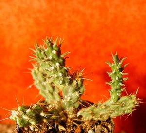 Cylindropuntia viridiflora 9 cm breit frosthart winterhart Kaktus - Bild 1 von 3