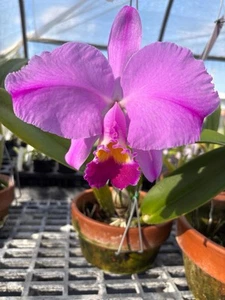 Cattleya Trianae Splash #1 - Picture 1 of 2