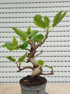 Bonsai di Ficus Carica Higuera - Fico di Fichi - Fico di Fichi - Foto 1 di 5