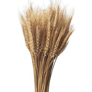 200 Stems Dried Wheat Stalks Natural Wheat Bundle for Home Decor, Crafts - Picture 1 of 6