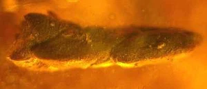 Rama de ciprés fósil extremadamente rara - Taxodiaceae - en ámbar báltico genuino extremadamente raro - Imagen 1 de 3