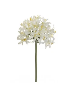 Ramo agapanthus bianco h 82 - Foto 1 di 1