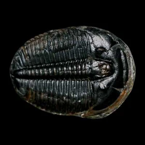 1.5" Elrathia Kingi Trilobite Fósil Utah Edad Cámbrica 521 millones de años Certificado de Autenticidad - Imagen 1 de 6