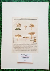 XVIII ème - P Bulliard - Champignon de la France - Superbe Gravure n°144 - 1784 - Picture 1 of 1