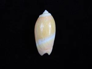 Sea Shell Oliva (Agaronia) gibbosa 47 mm ID#8409 - Imagen 1 de 2
