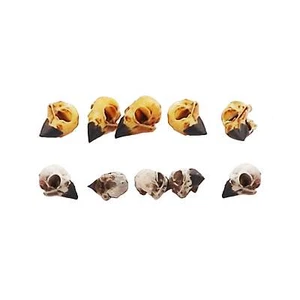 Calavera Grosbeak de noche réplica escala 1:6 7 mm diorama modwl suministros (5 calaveras) - Imagen 1 de 7