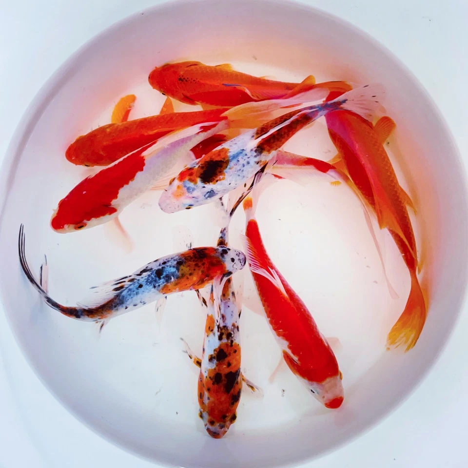 UNDISCLOSED Goldfish Pond Pack #1 For Sale - Includes Live Shubunkin, Sarasa Comets & Common