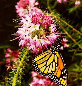 100 SEEDS - rocky mountain bee plant RARE CLEOME pink GroCo - BUY 15-SHIPS FREE - Picture 1 of 1