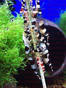12 shrimp food lollies - 6 flavours 2 of each aquarium fish loach snail fry safe - Picture 1 of 15