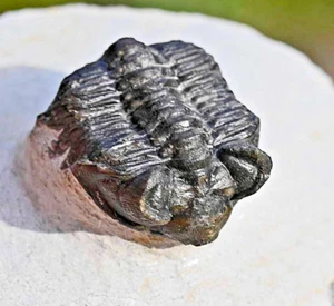 Fósil de trilobites, Coltraenia oufatenensis de Marruecos #5 - Imagen 1 de 9