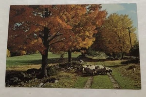 Sheep Wondering Down A Country Lane In Fall. Postcard (P2) - Picture 1 of 2