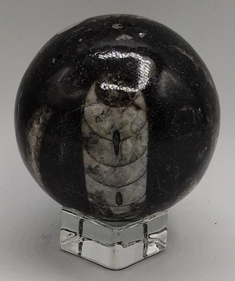 Orthoceras Fossil Sphere 64.8mm 392g Polished Black Marble Fossil Stone Morocco - Image 1 of 4
