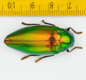 BEETLE - BUPRESTIDAE - Sternocera sp (Colour Aberration) - 6058 - Picture 1 of 2