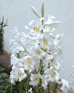 @ (◕‿◕)\\@ Lilium candidum - Madonnenlilie duftend - Bild 1 von 1