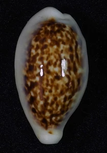 TOP CYPRAEA COXENI GRANDE - Imagen 1 de 2