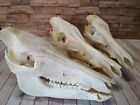 WILD BOAR SKULL SAU EBER SKULL BONES PREPARATION TROPHY 2nd Choice Without Teeth