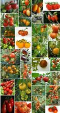 40 unterschiedliche Tomaten Sorten zum aussuchen-- Alte Sorten - je 15 -20 Korn